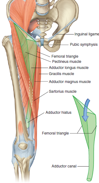 adductor canal grays.png