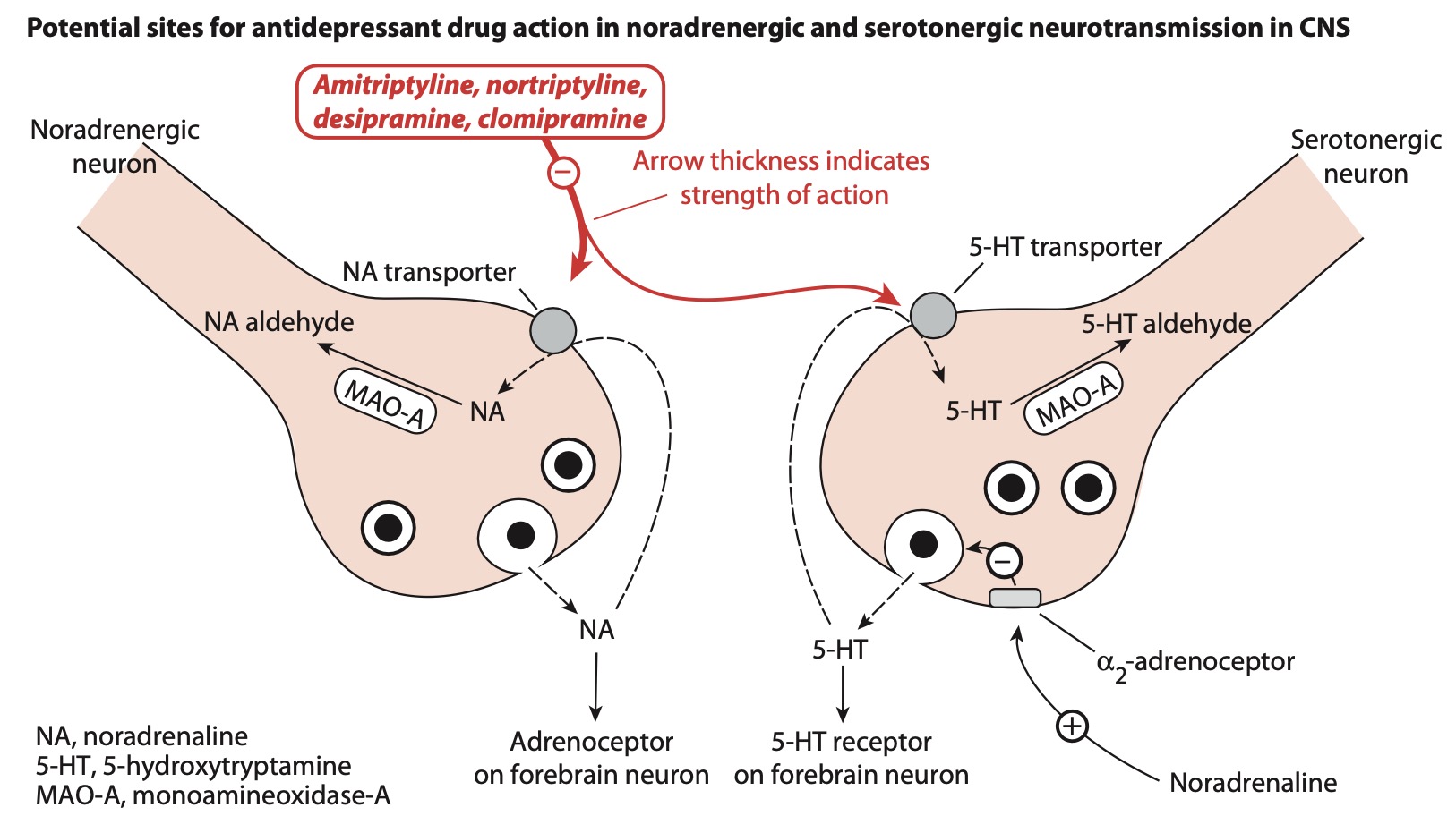 amitriptyline neuron action.jpg
