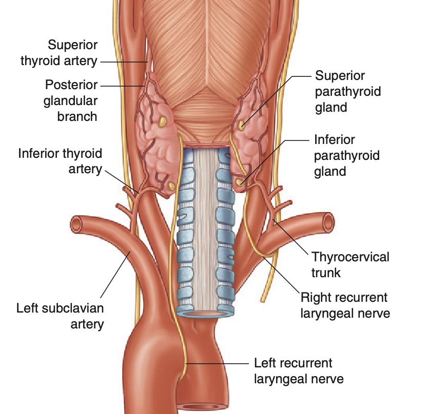 arterial supply to thyroid grays.jpg