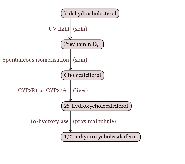 biosynthesis of vitamin D.jpg