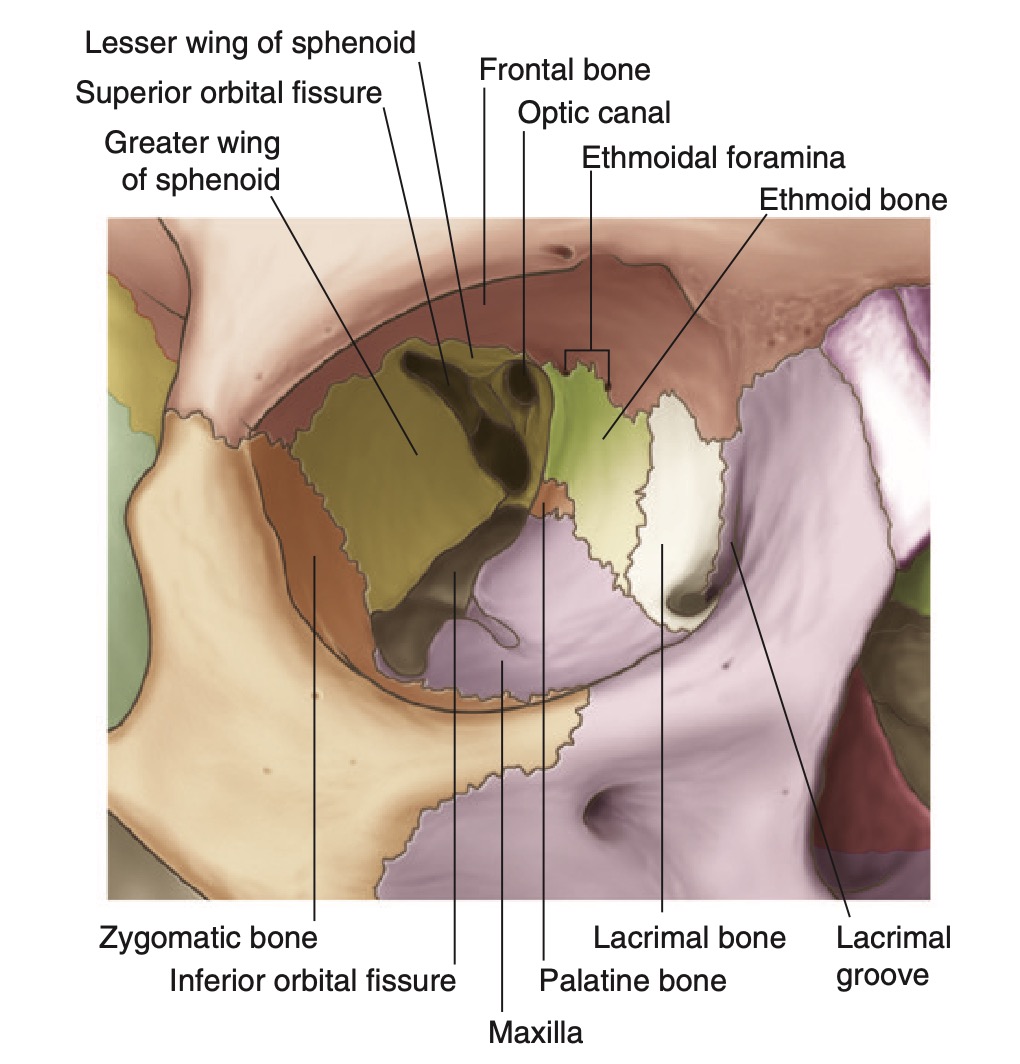 bony orbit grays.jpg