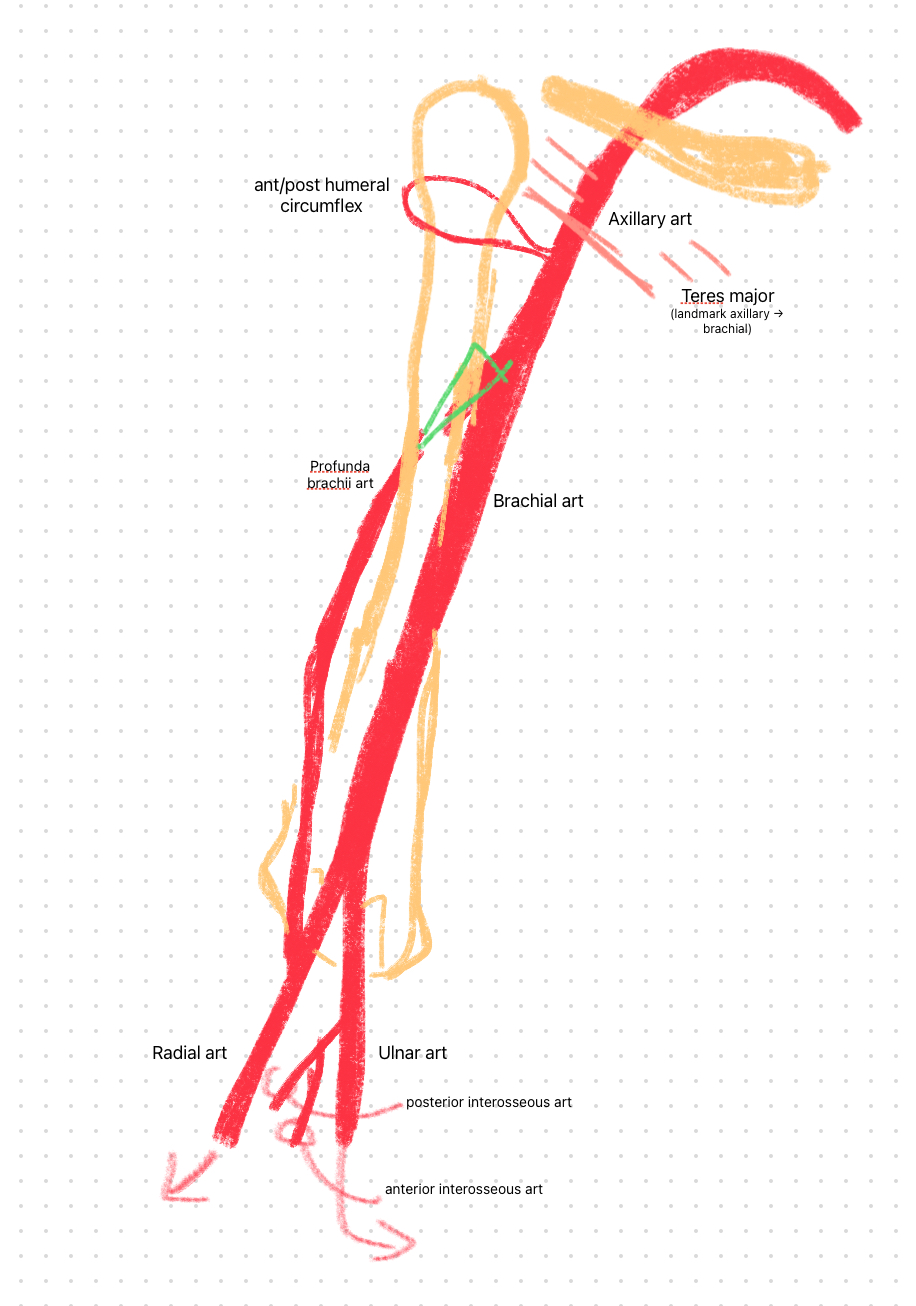 brachial-art-branches.jpg