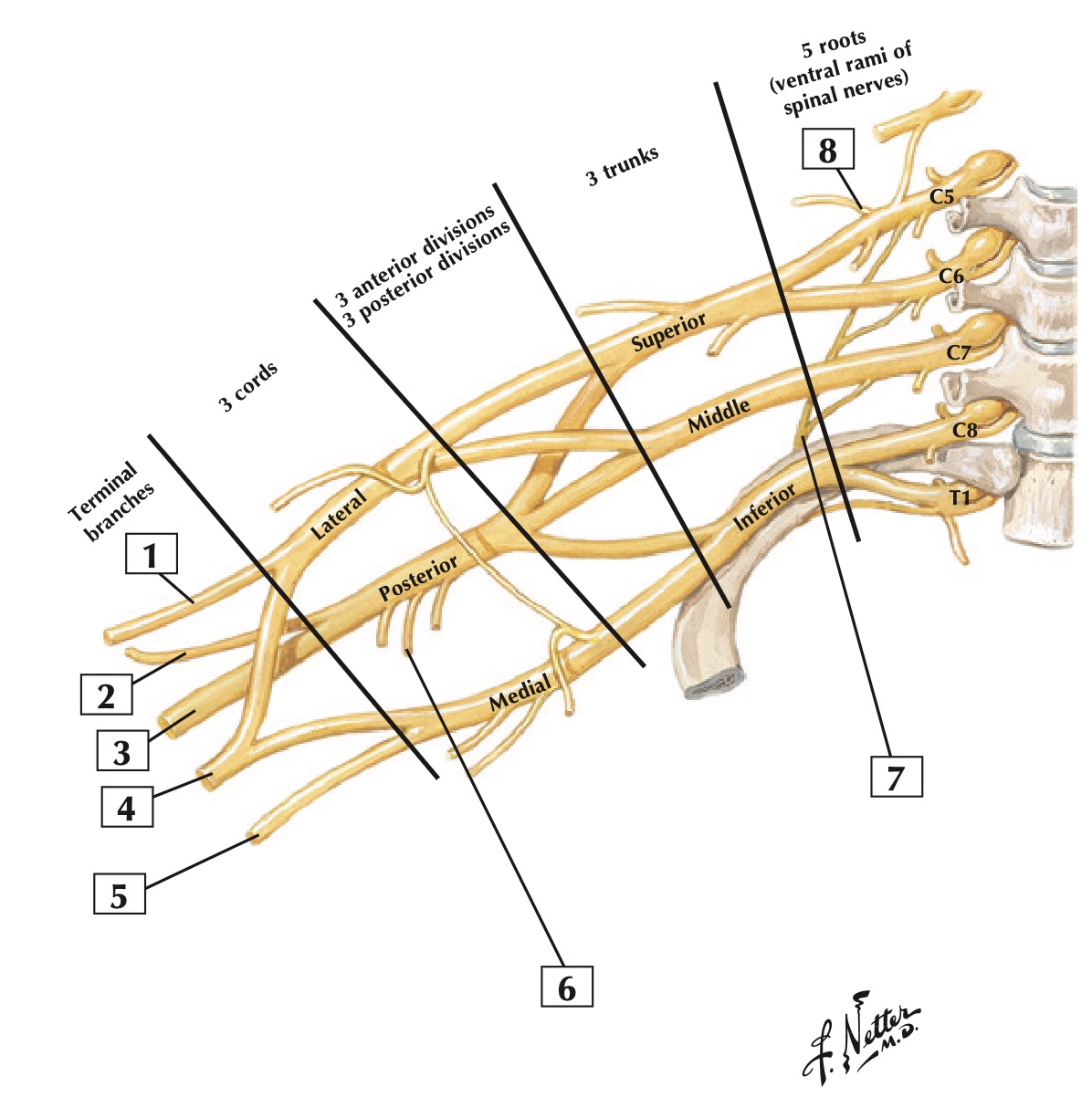 brachial plexus netter.jpg