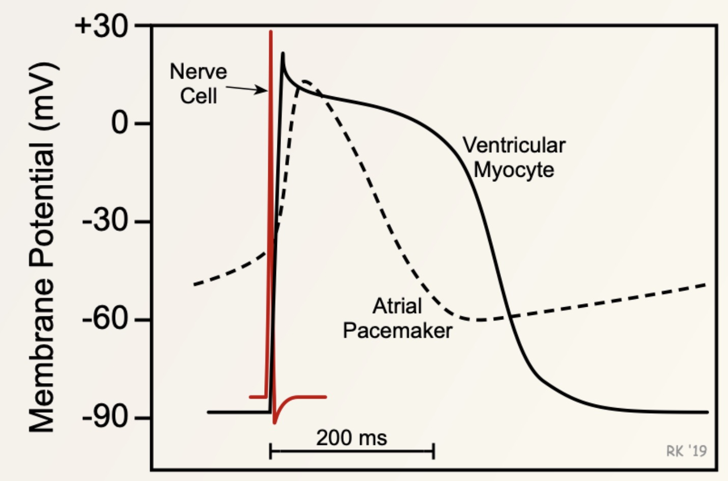 Pictures/Cardiac AP.jpg