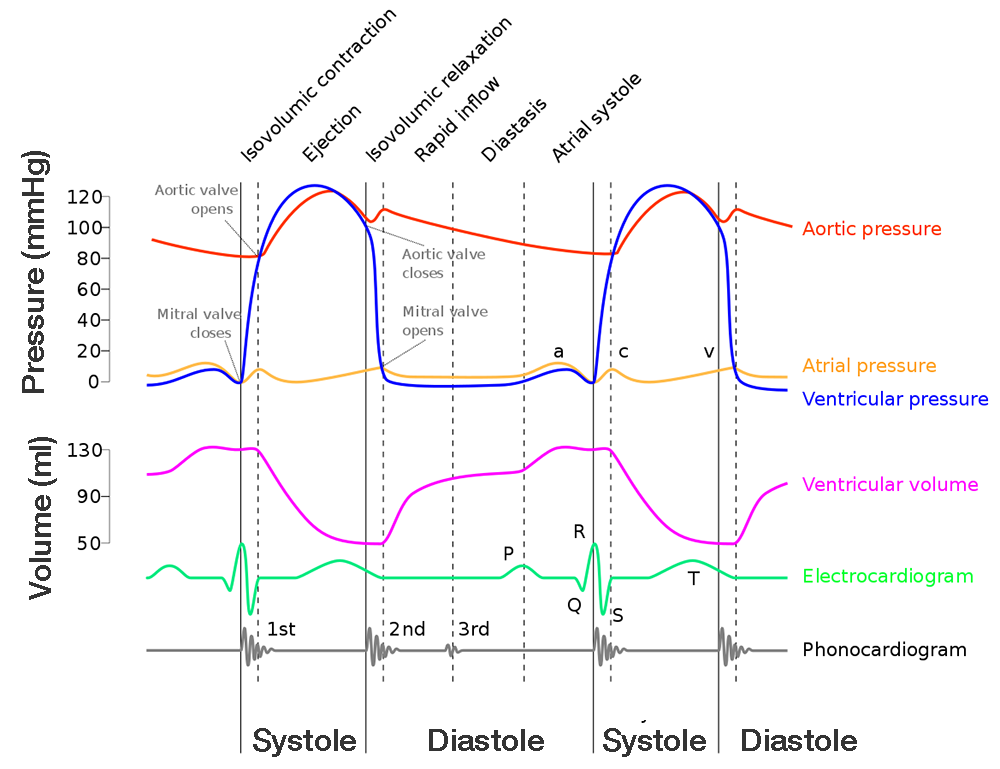 cardiac cycle.png