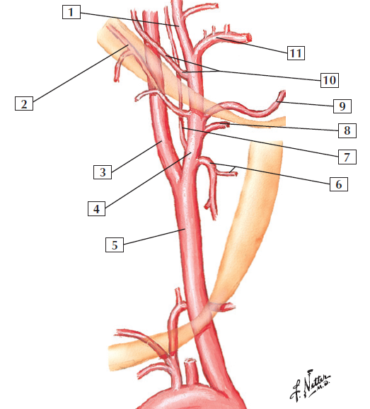 carotid arteries netters.png
