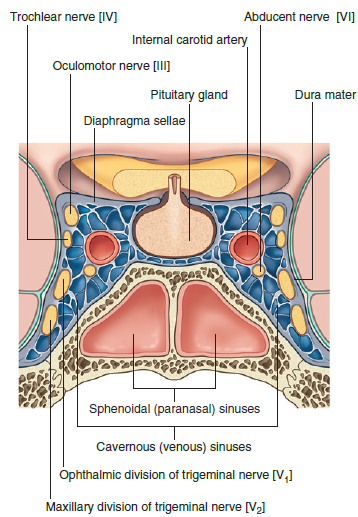 cavernous sinus grays.png