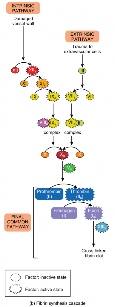 coagulation-cascade-385x1024.png
