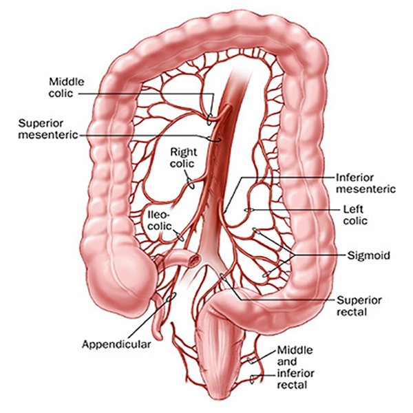 colon arterial supply.png