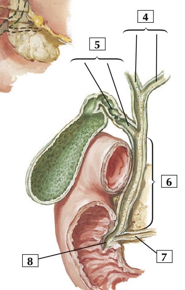 common cystic bile duct netters.jpg