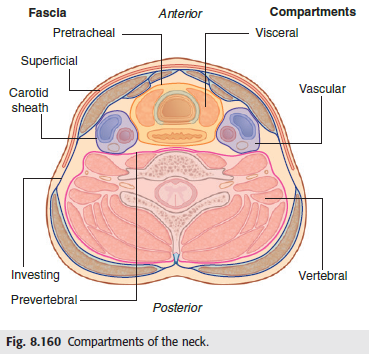 compartments of neck grays.png