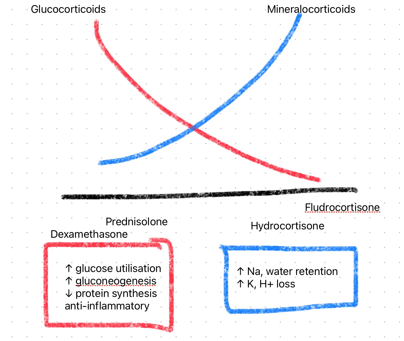 corticosteroids diagram.jpg