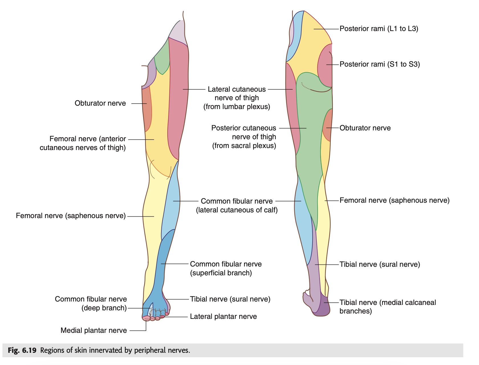 cutaneous innervation lower limb grays.jpg