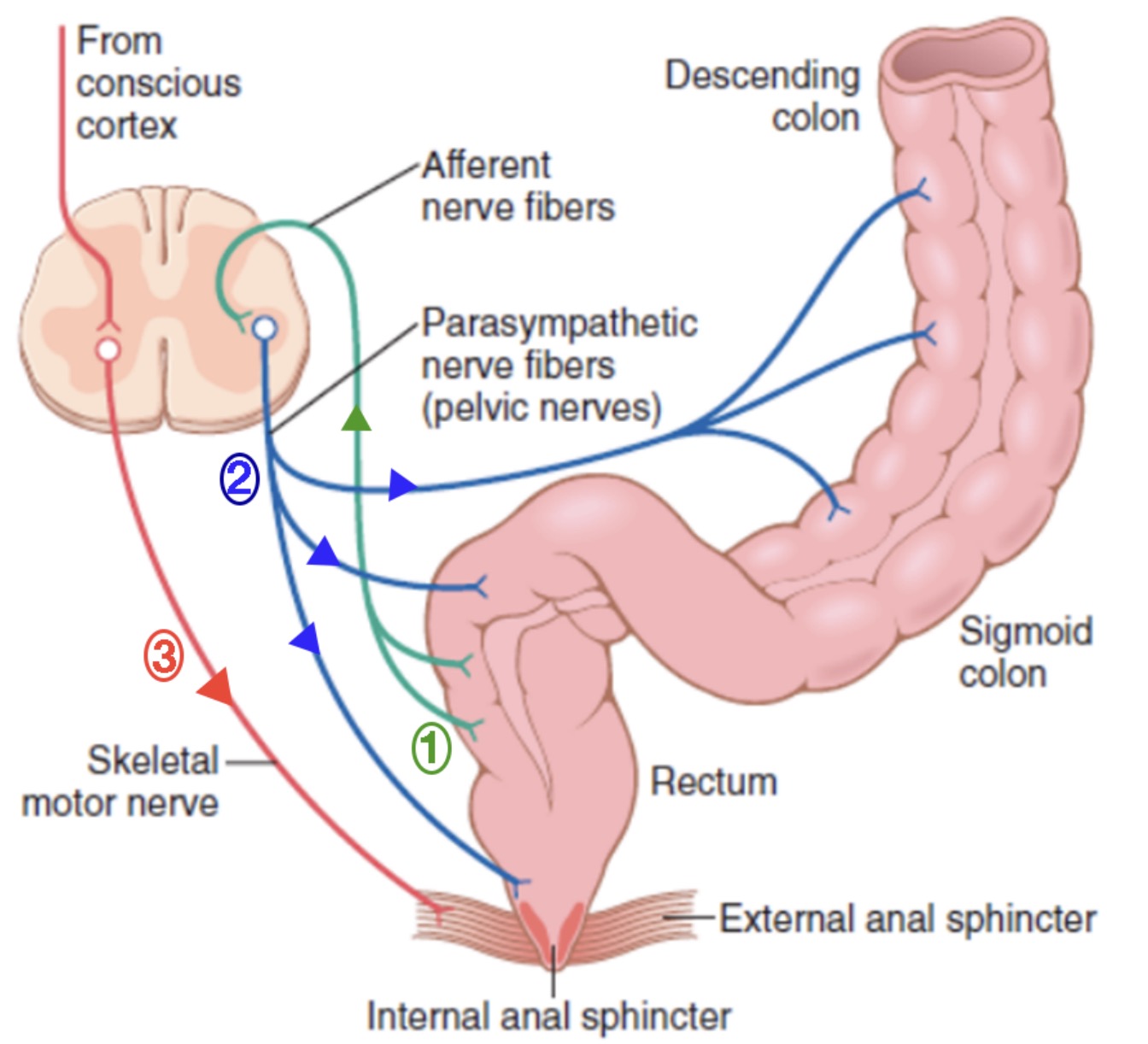 defaecation reflex arc.jpg
