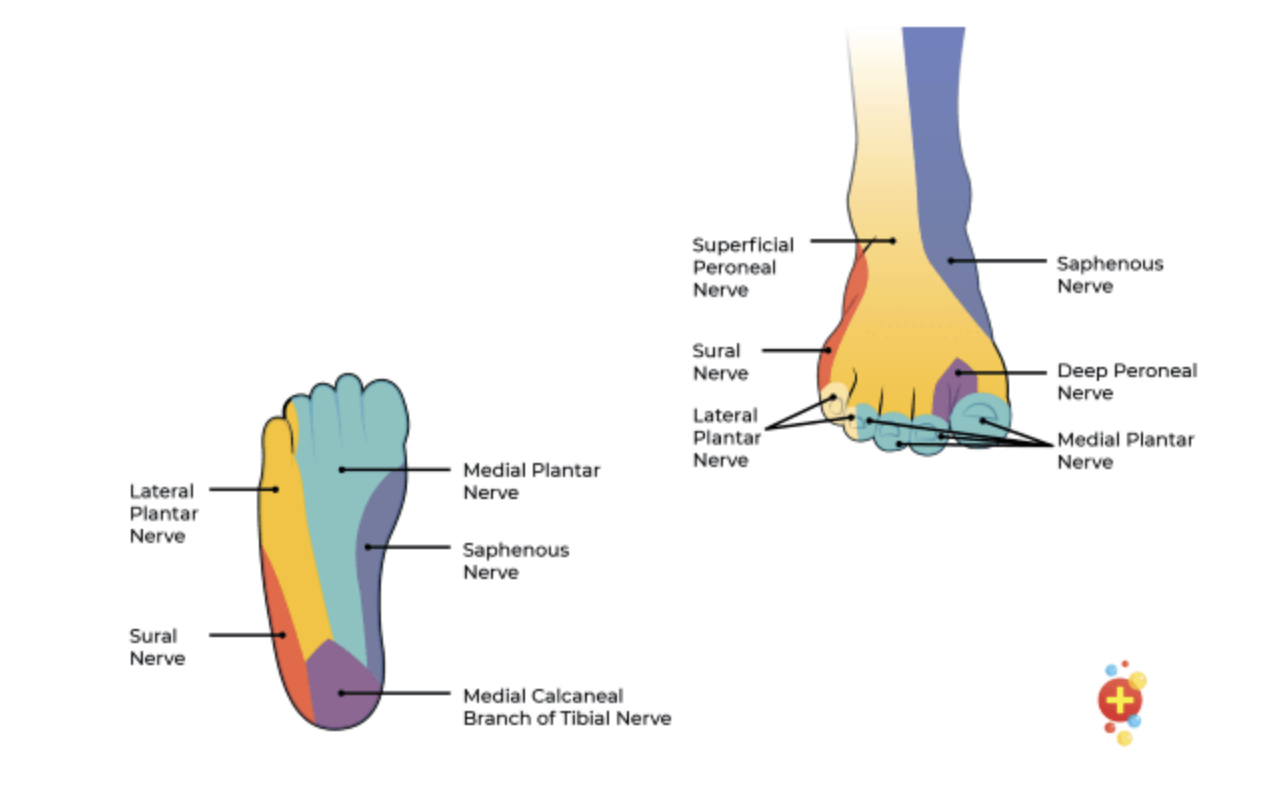 dftb-foot-innervation.jpg