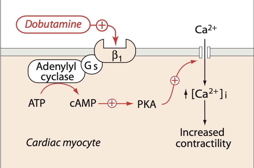 dobutamine rang dale.jpg