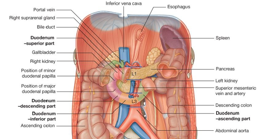 duodenum relations grays.png