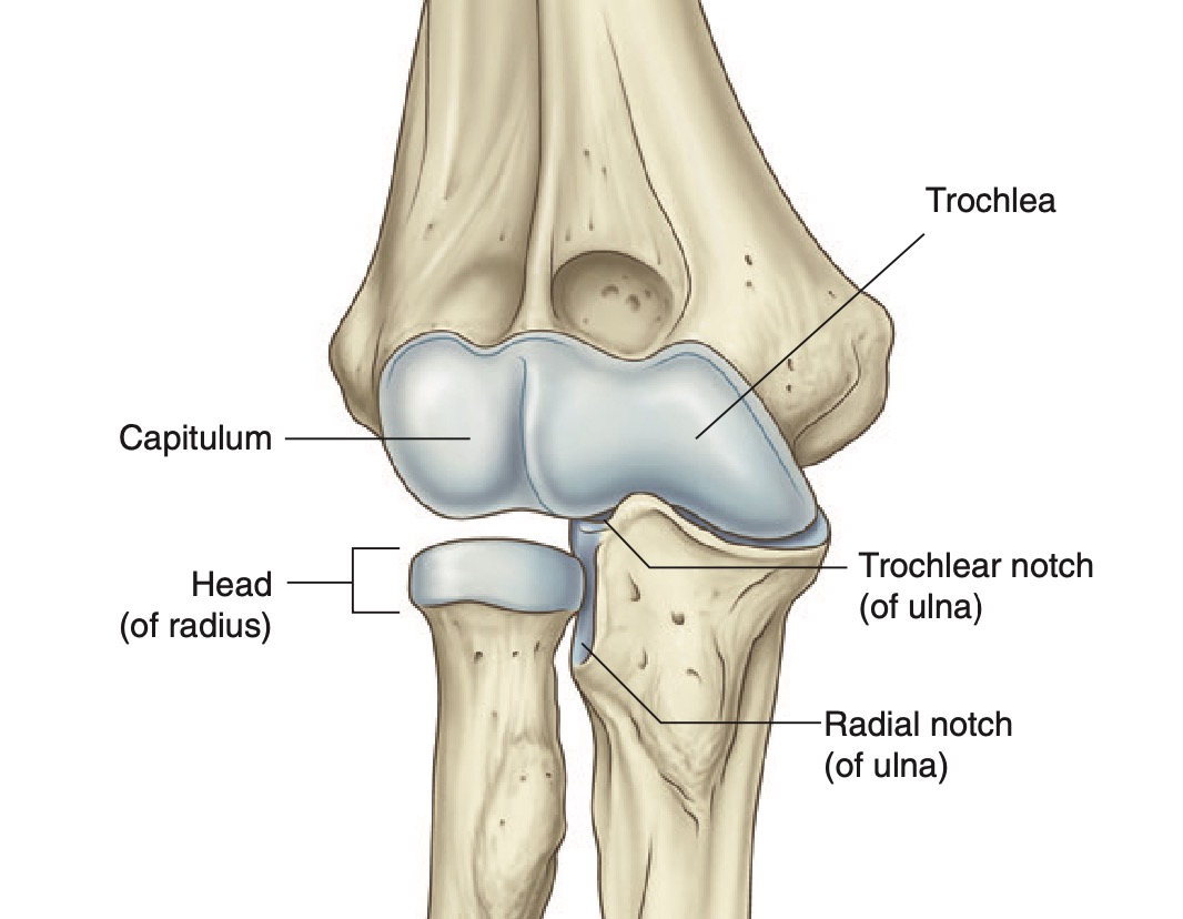 elbow joint articulations grays.jpg
