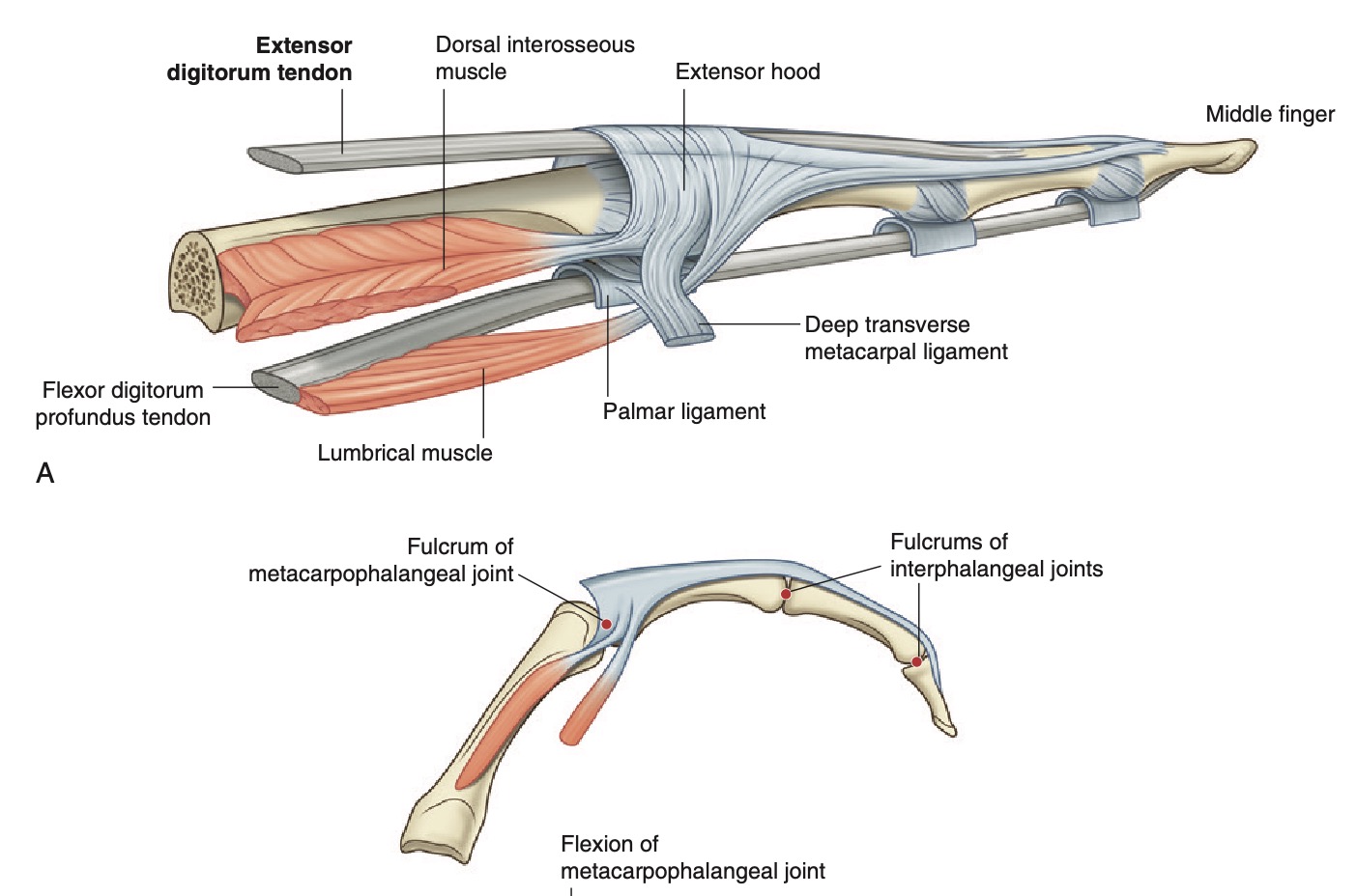 extensor hood grays.jpg