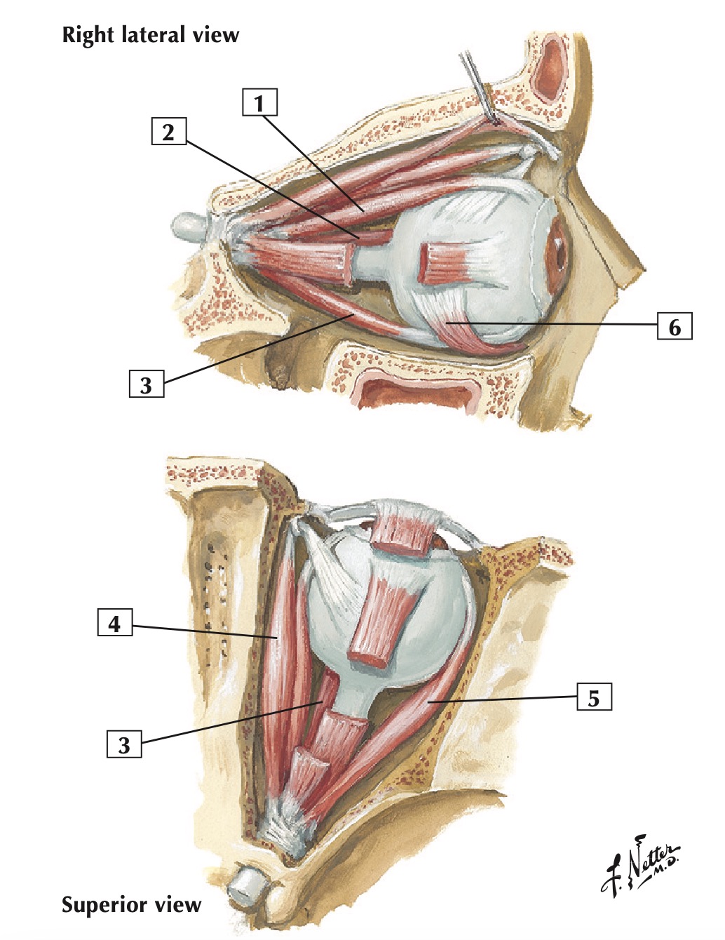 extraocular muscles netters.jpg