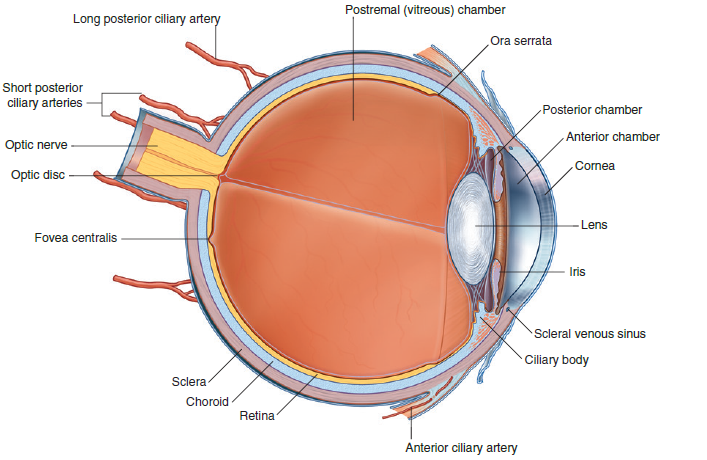 eyeball cross section grays.png