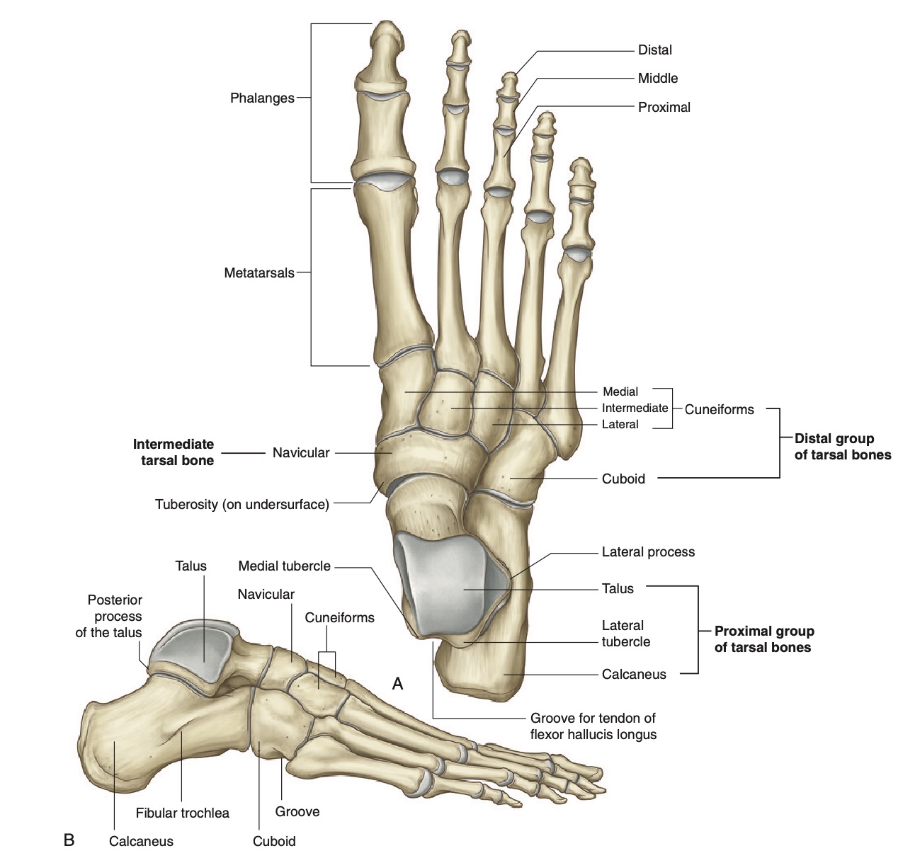 foot bones grays.jpg