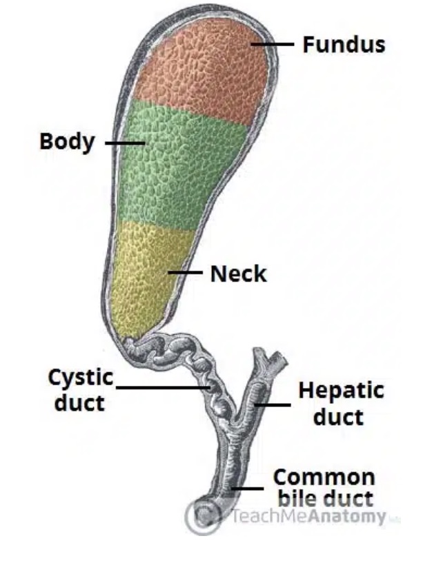 gallbladder gross anatomy teachme.jpg
