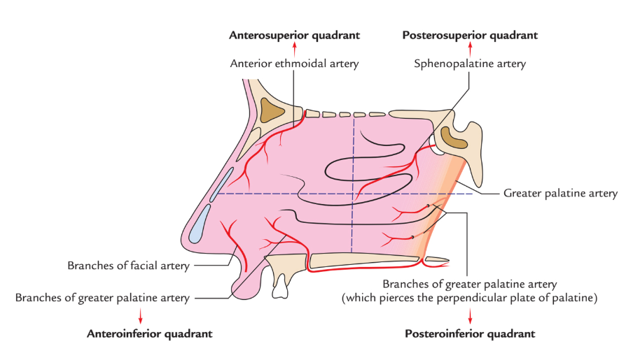 lateral nasal wall schematic passmed.png