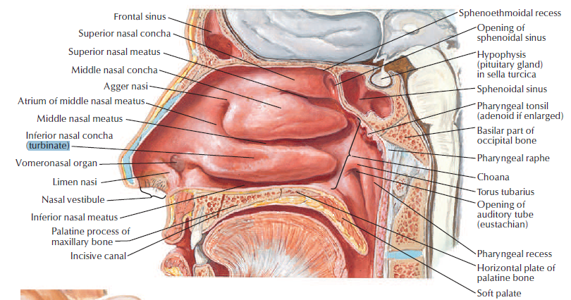 lateral wall nasal cavity netters.png