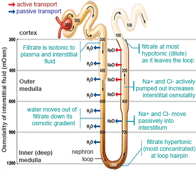 loop of henle schematic.png