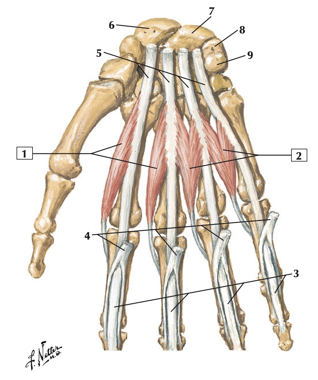 lumbrical netters.jpg