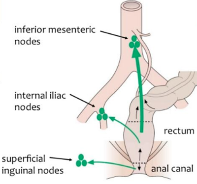 lymphatic drainage rectum passmed.png