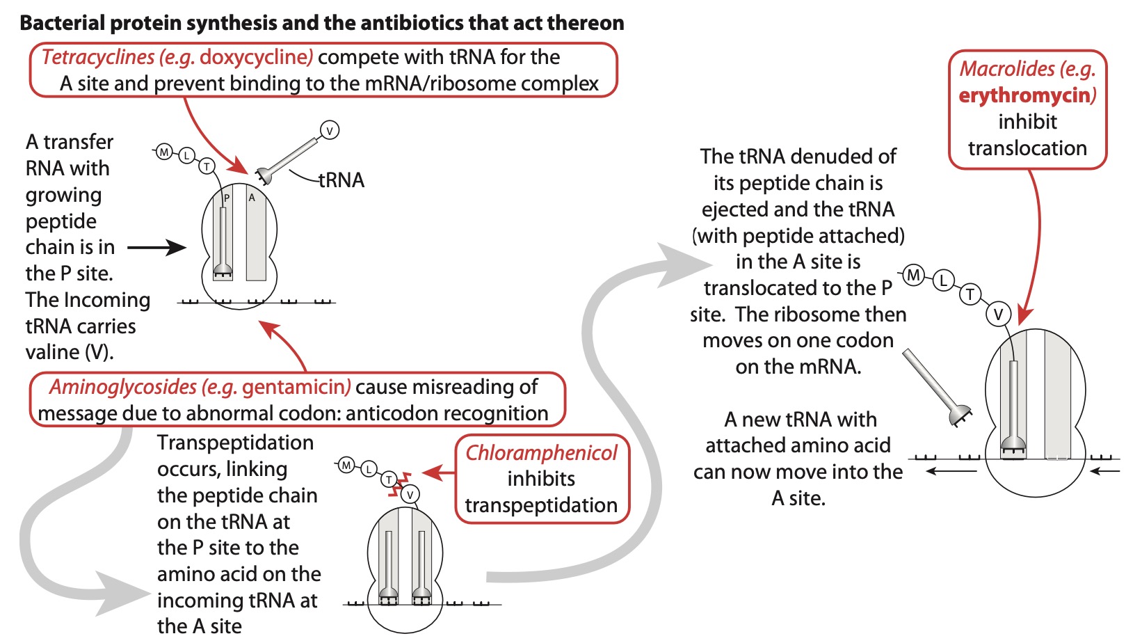 macrolide tetracycline etc mech rang-dale.jpg