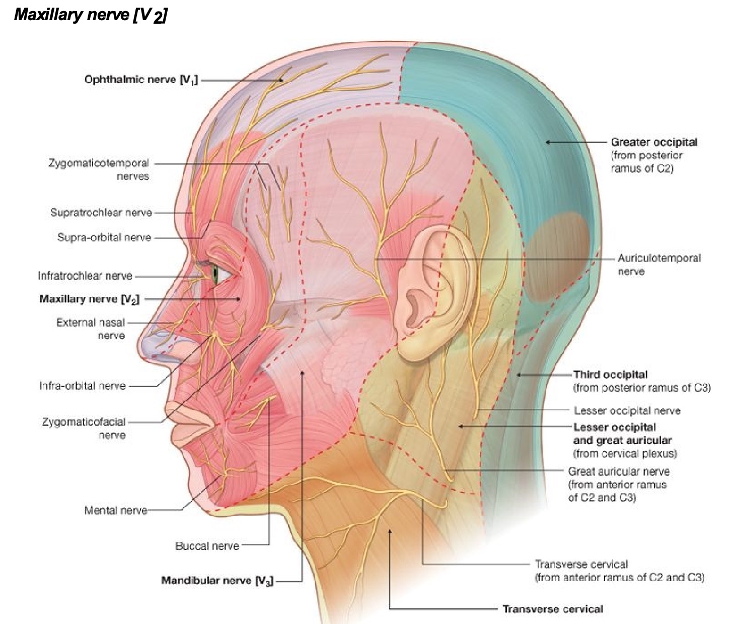 maxillary nerve supply of face.jpg