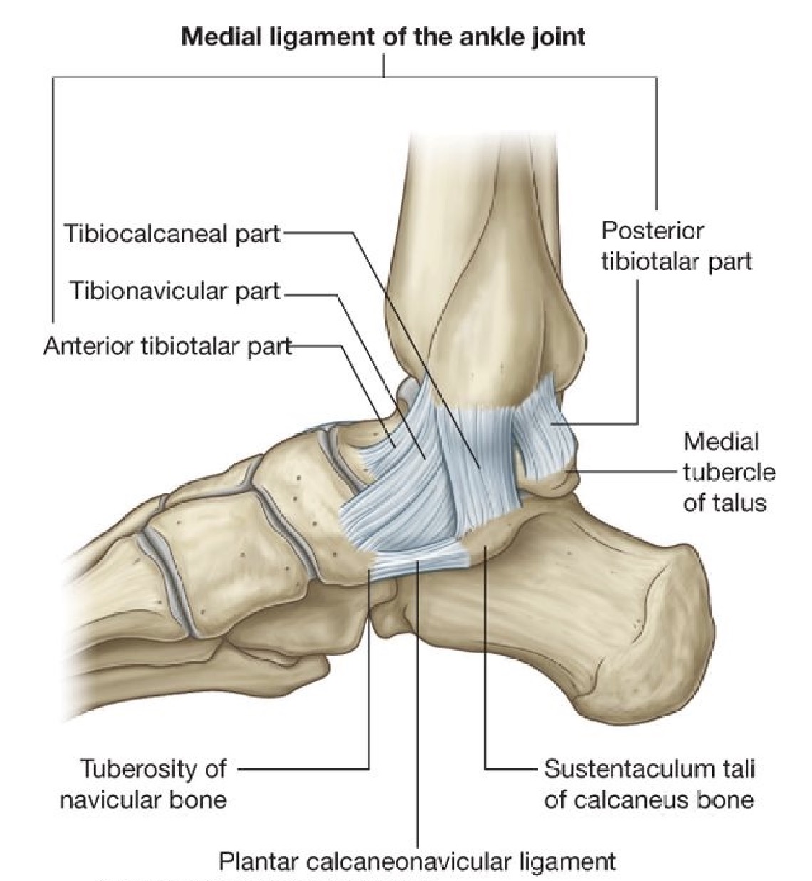 medial ligament grays.jpg