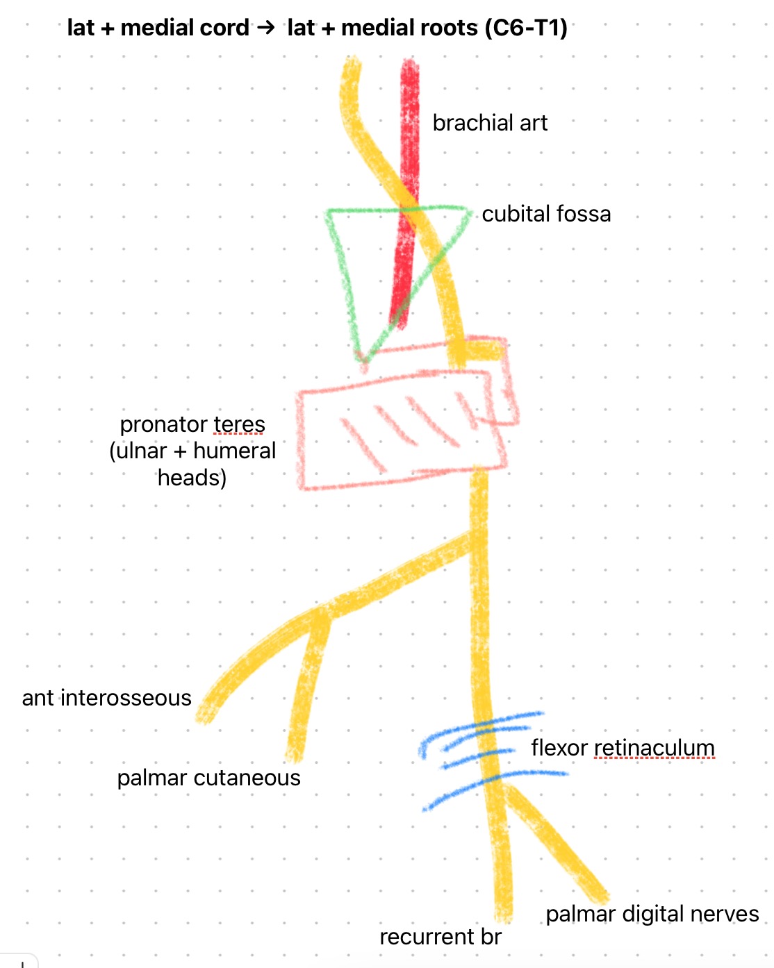 median nerve schematic.jpg