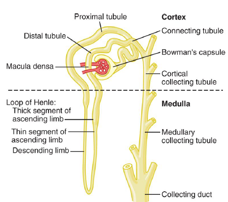 nephron in context guyton.png