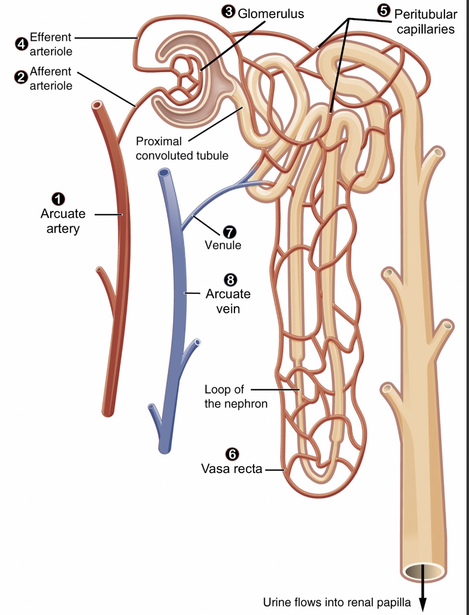 nephron-passmed.jpg