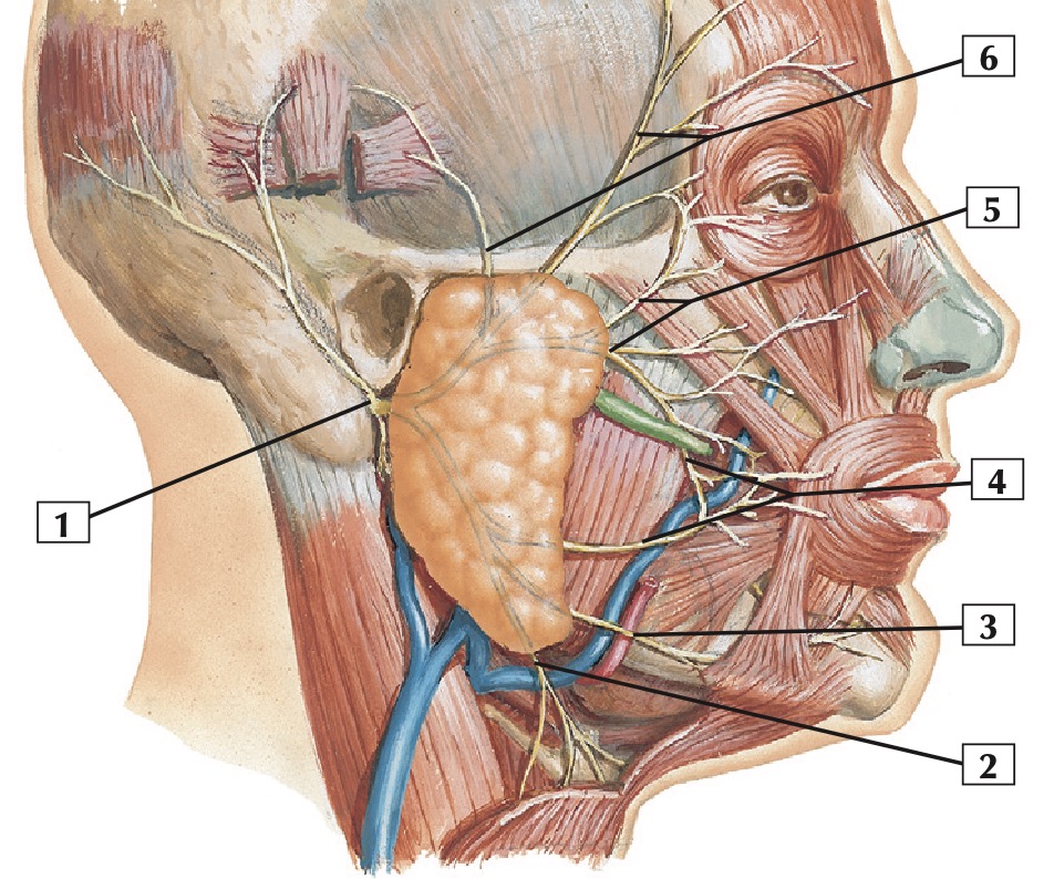netter facial nerve branches.jpg