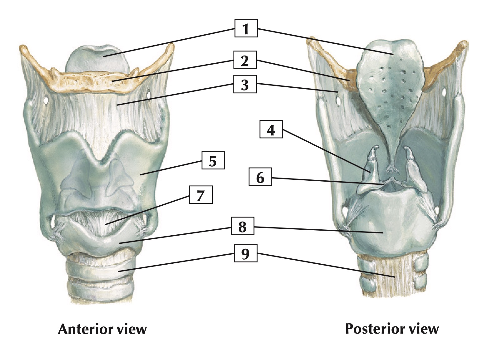 netter laryngeal cartilages.jpg