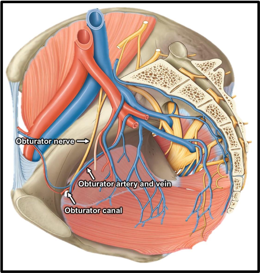 obturator nerve and vessels pelvic brim.png