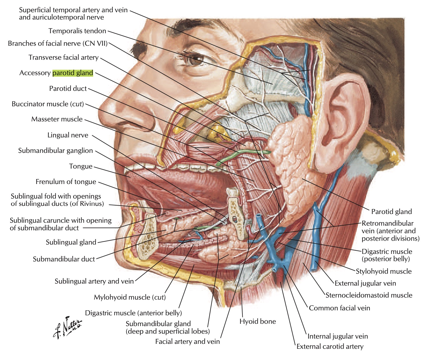 parotid netters.jpg