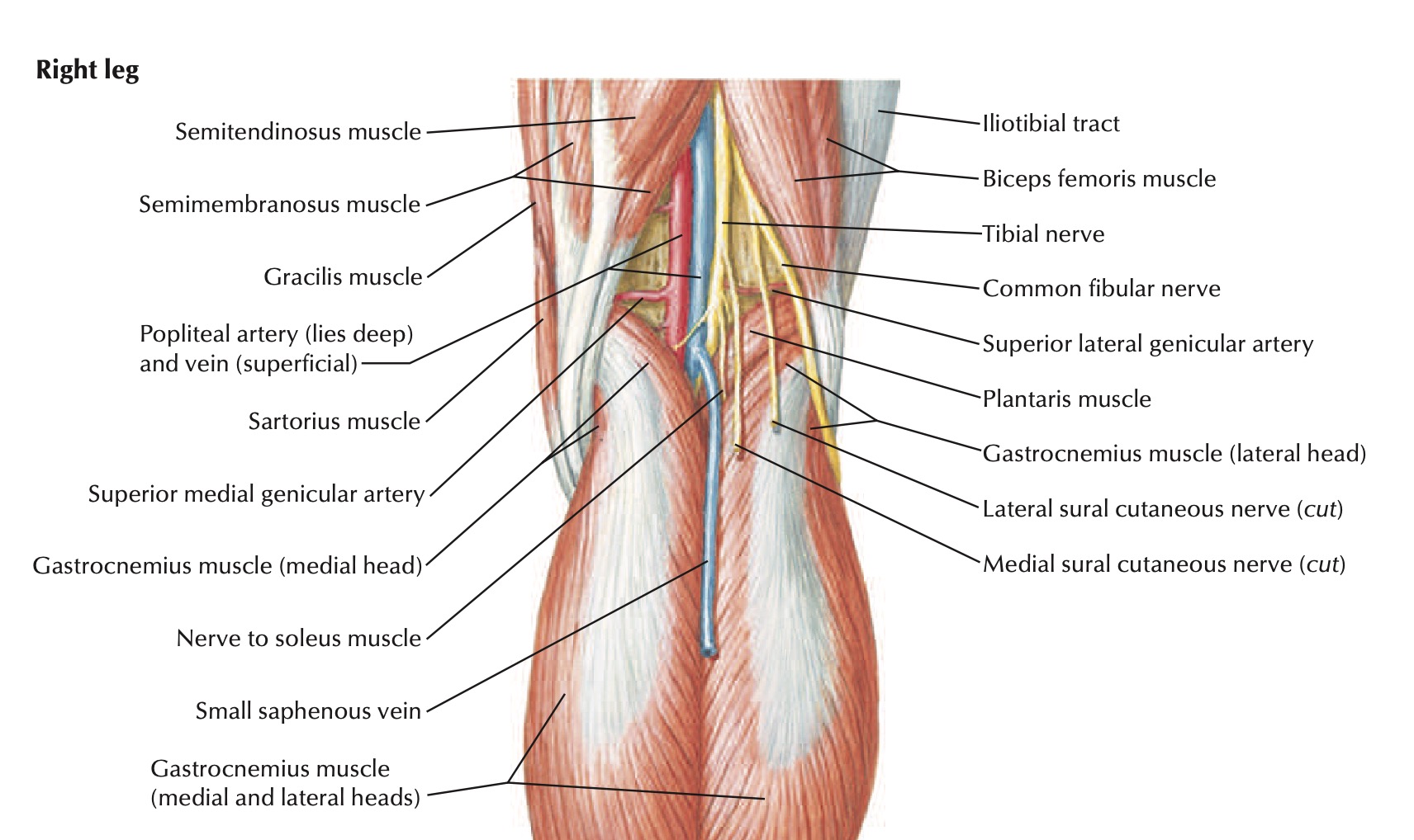 posterior leg pop fossa netters.jpg