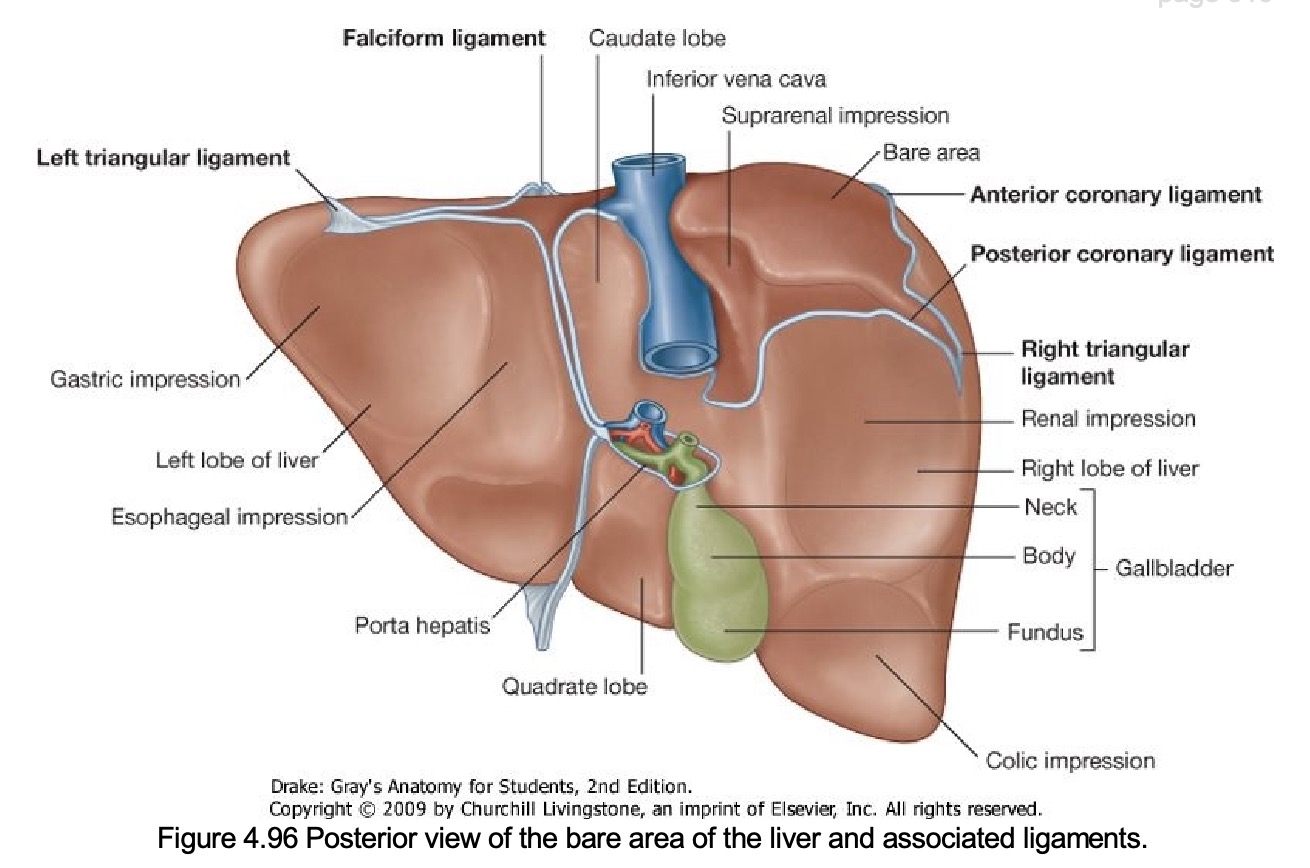 posterior-liver.jpg