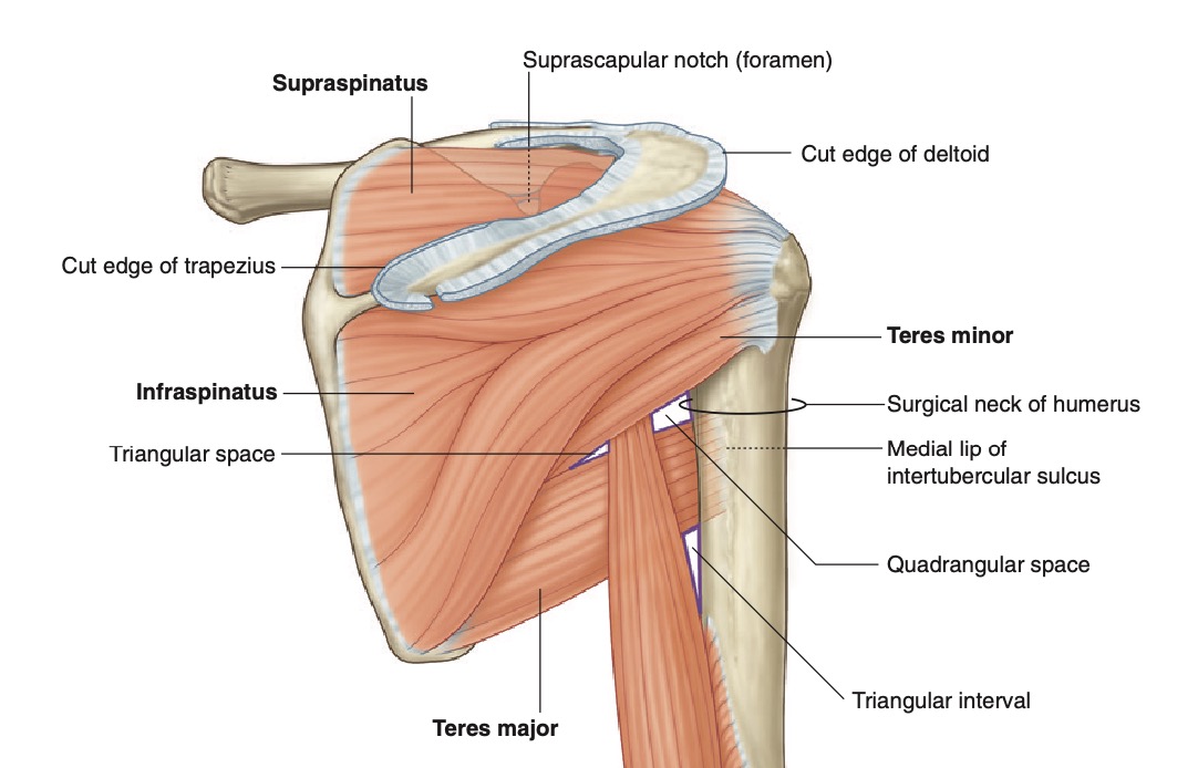 posterior scapular region grays.jpg