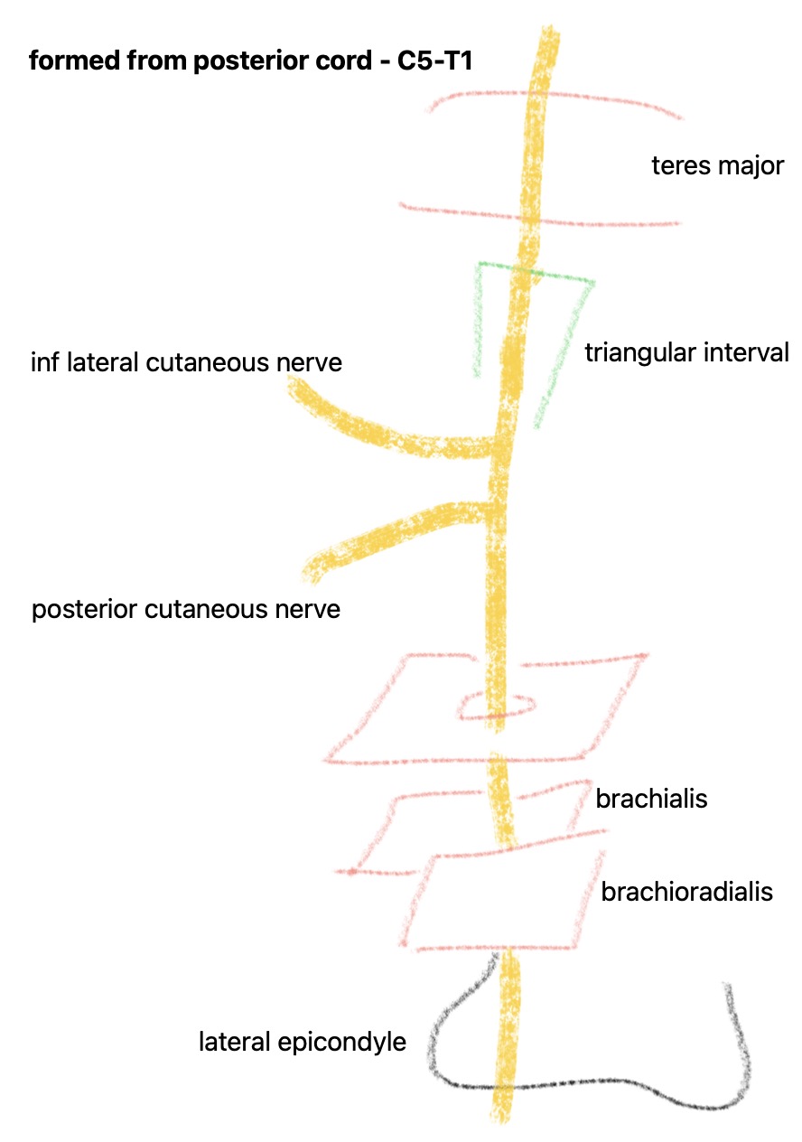 radial-nerve-course.jpg