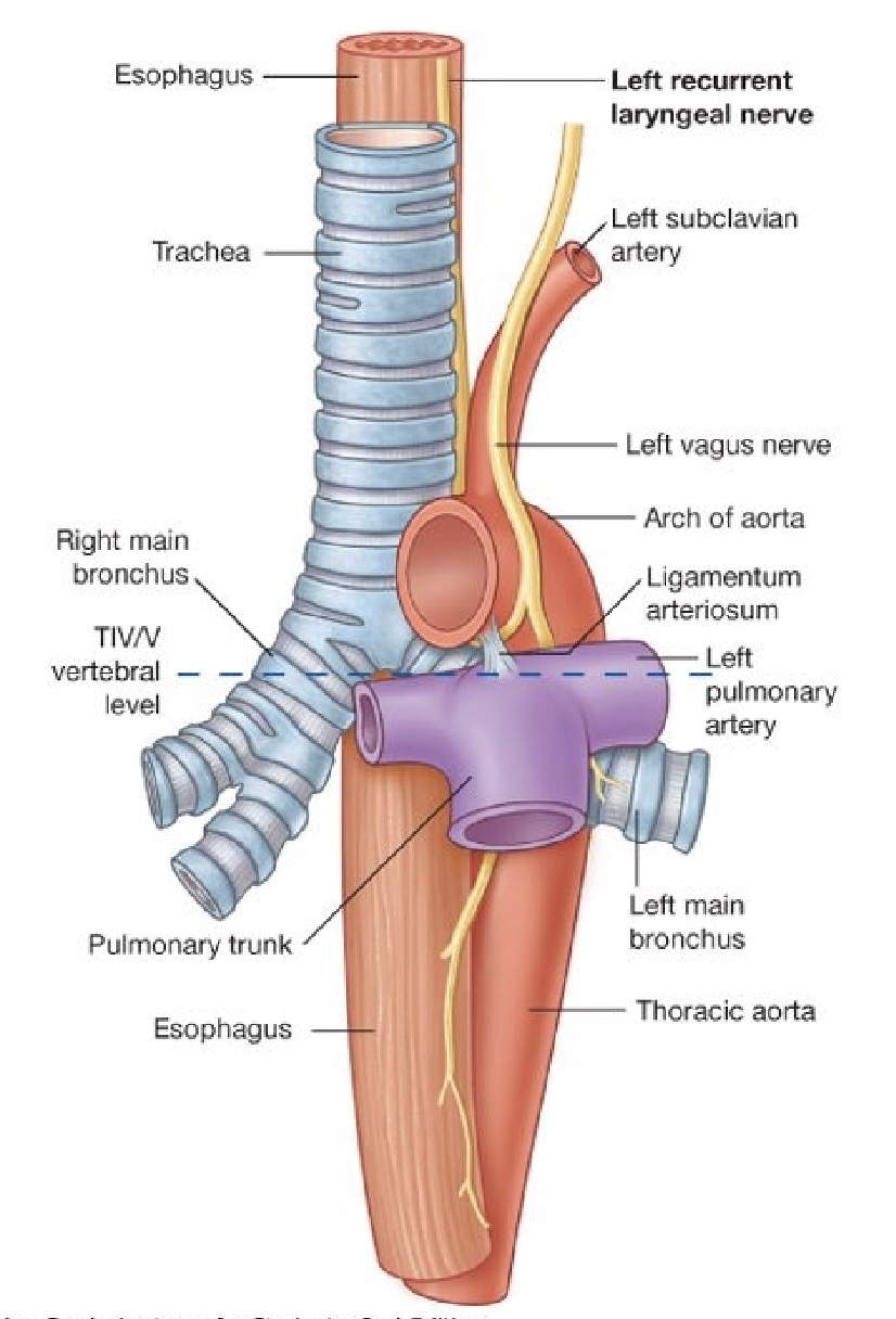 recurrent laryngeal nerve.jpg