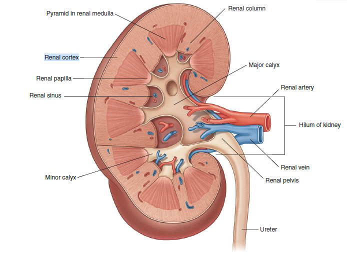 renal architecture.png