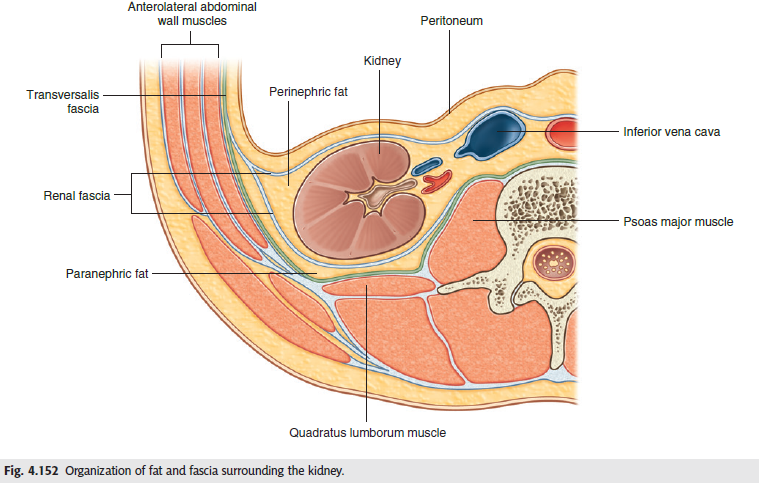 renal fascial layers grays.png