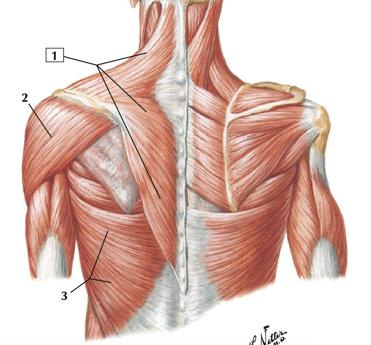 superficial back muscles mnettesr.jpg